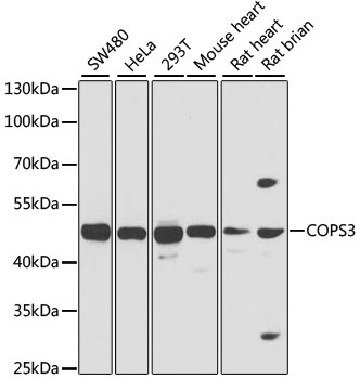 COPS3 Antibody