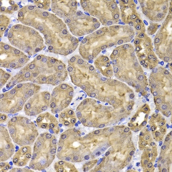 FKBP6 Antibody