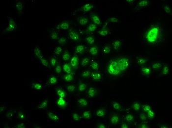 NELFE Antibody