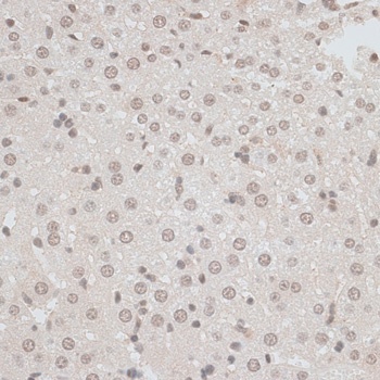 ZNF148 Antibody