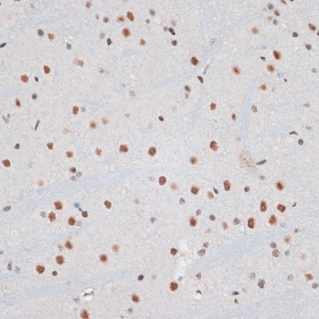 ZNF148 Antibody