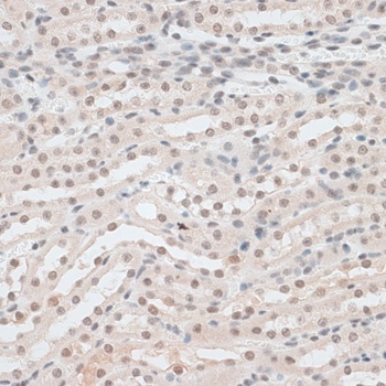 ZNF148 Antibody