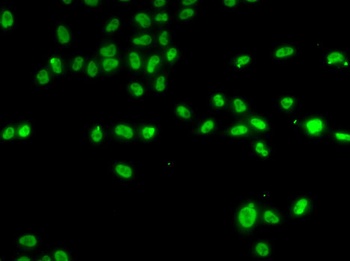 ZNF148 Antibody