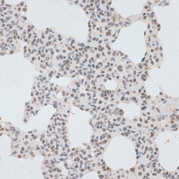 ZNF148 Antibody