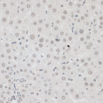 ZNF148 Antibody