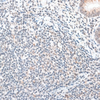 ZNF148 Antibody