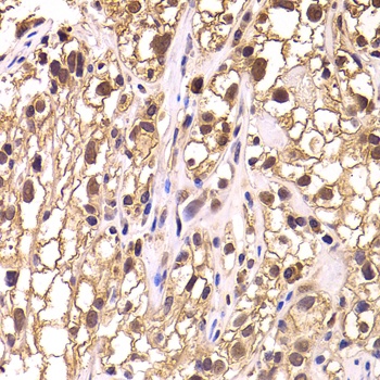 TCEB3 Antibody