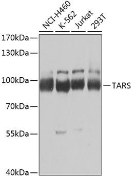 TARS Antibody