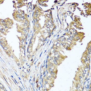 STK3 Antibody