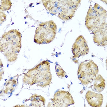 STK3 Antibody