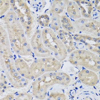 STK3 Antibody