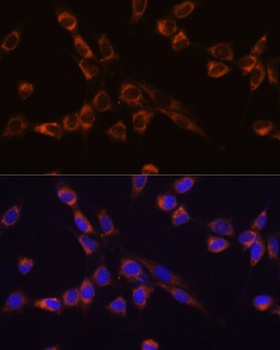 STK3 Antibody