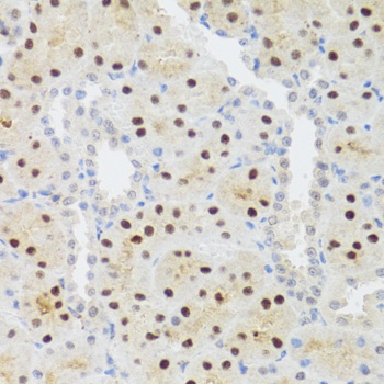 STAT4 Antibody