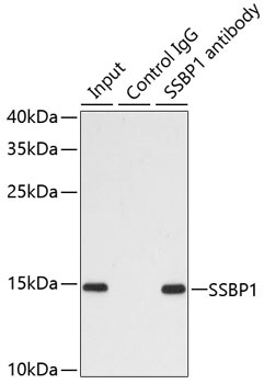 STAT4 Antibody