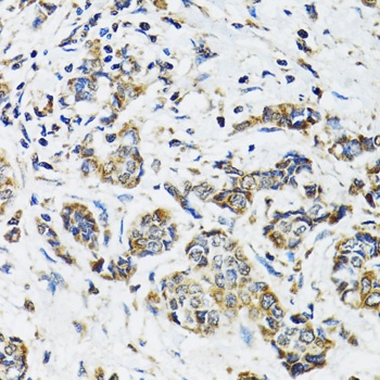 SSBP1 Antibody