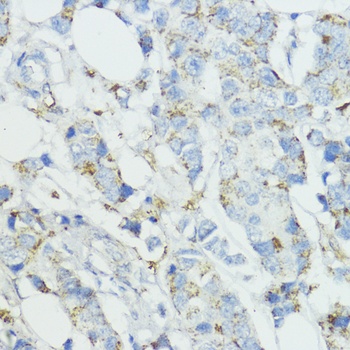 SOD3 Antibody