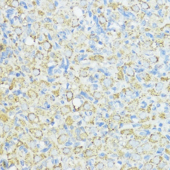 SOD3 Antibody