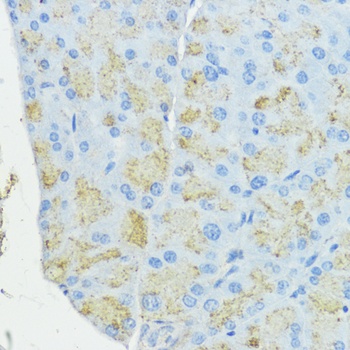SOD3 Antibody