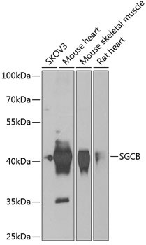 SGCB Antibody
