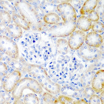 RLN2 Antibody