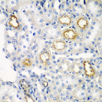 RARRES2 Antibody