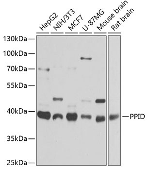 PPID Antibody