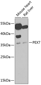 PEX7 Antibody