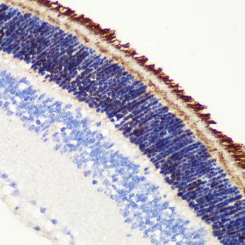 PDE6B Antibody