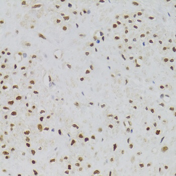 NASP Antibody