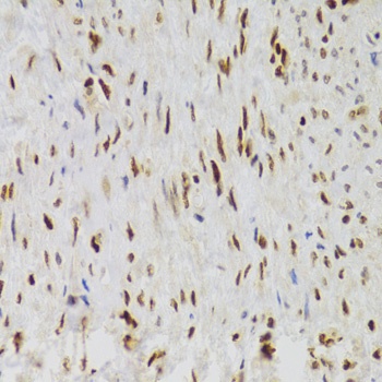 NASP Antibody