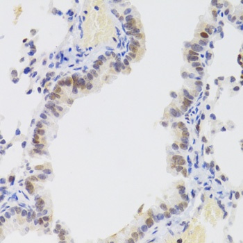 NASP Antibody