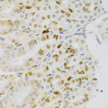 NASP Antibody