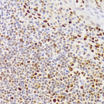 NASP Antibody