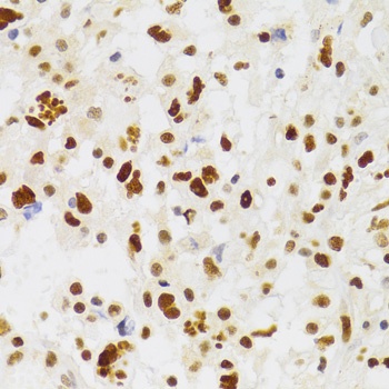 NASP Antibody