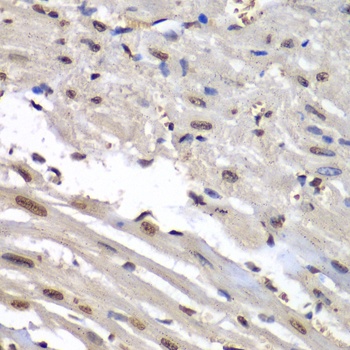 NASP Antibody