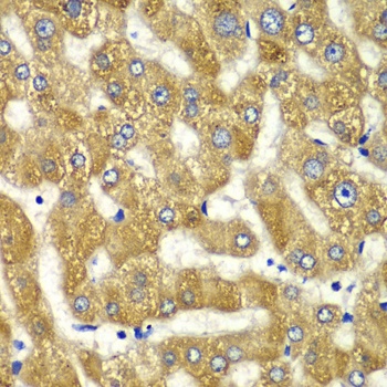 MYO1C Antibody