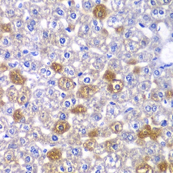 MYO1C Antibody