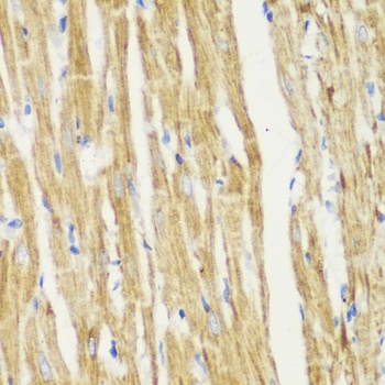 MYO1C Antibody