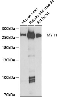 MYH1 Antibody