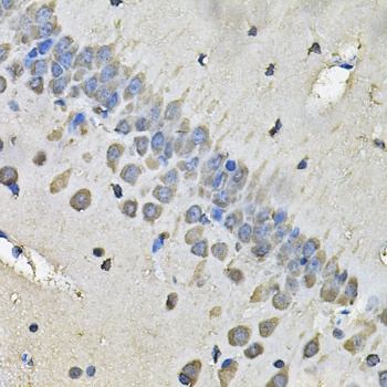 MYH1 Antibody