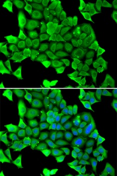 MYH1 Antibody