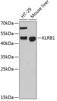 KLRB1 Antibody