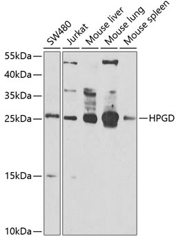 HPGD Antibody