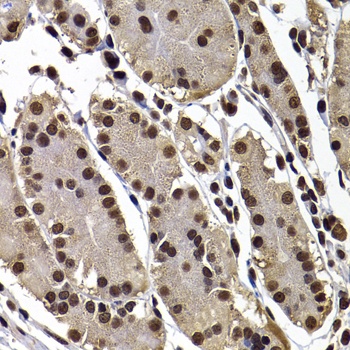 GPS1 Antibody