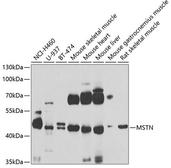 MSTN Antibody