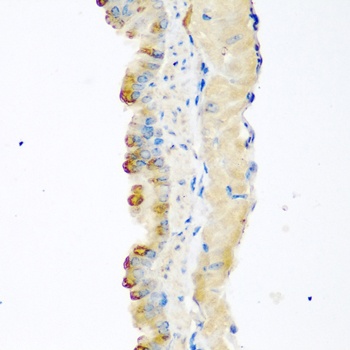 MSTN Antibody