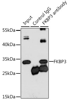 FKBP3 Antibody