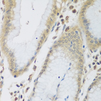 ENPEP Antibody