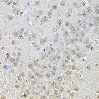 DR1 Antibody
