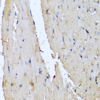 DEFA1 Antibody